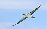 Blue-footed Booby